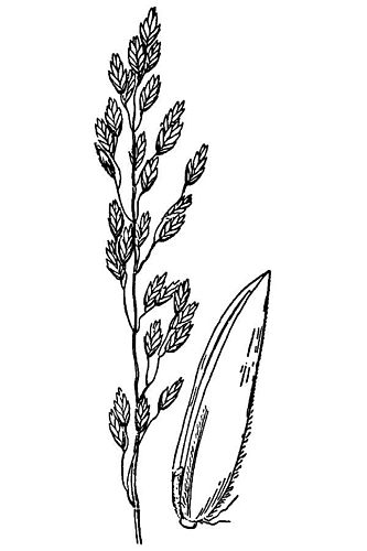 Poa glauca